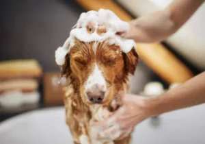 chien bain