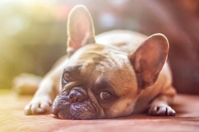 massage chien arthrose