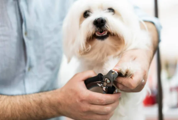 chien coupe griffes