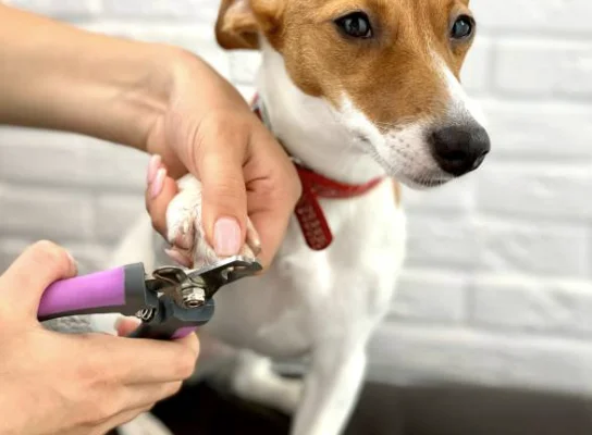 chien coupe griffe