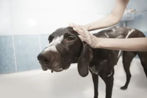 toilettage chien