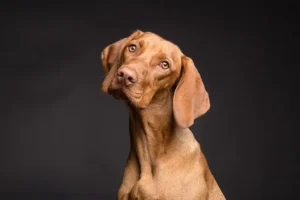 chien stressé
