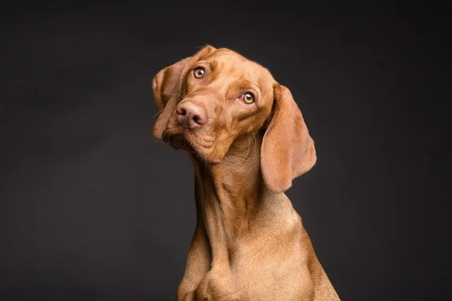 chien stressé