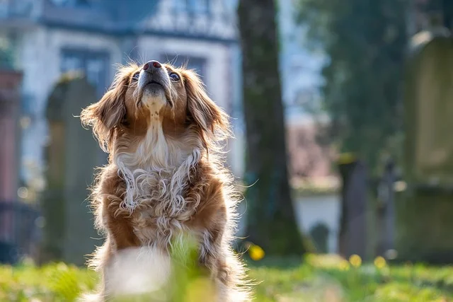 oreilles chien épilation