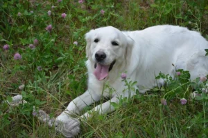 chienne enceinte