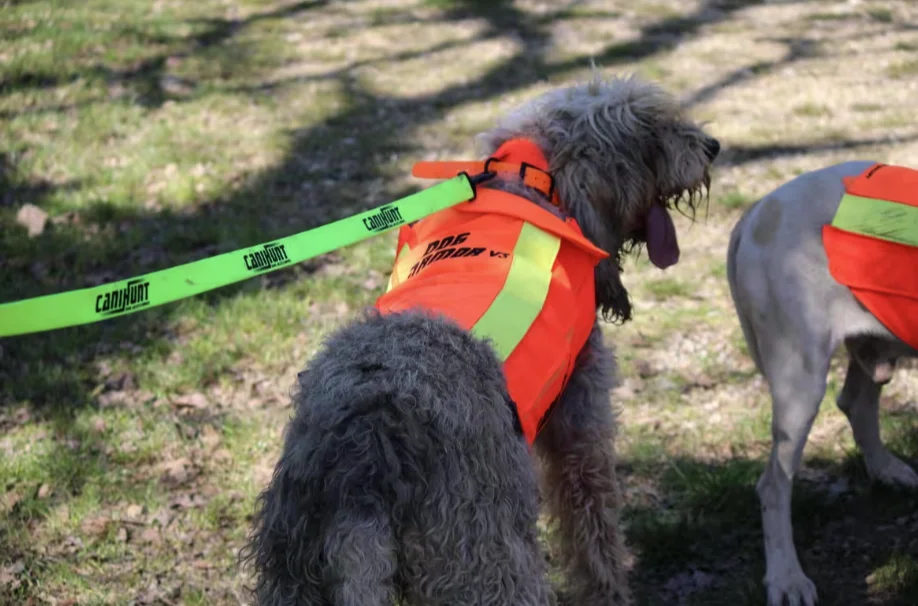 gilet canihunt dog armor