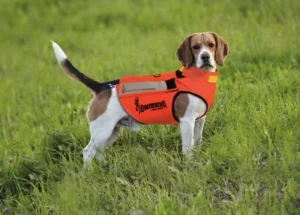 gilet protection chien chasse