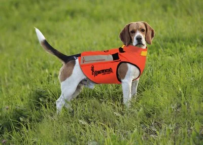 gilet protection chien chasse