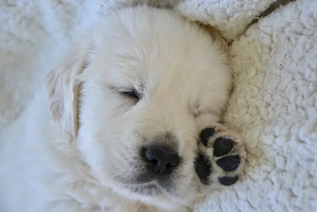 coussinets chien